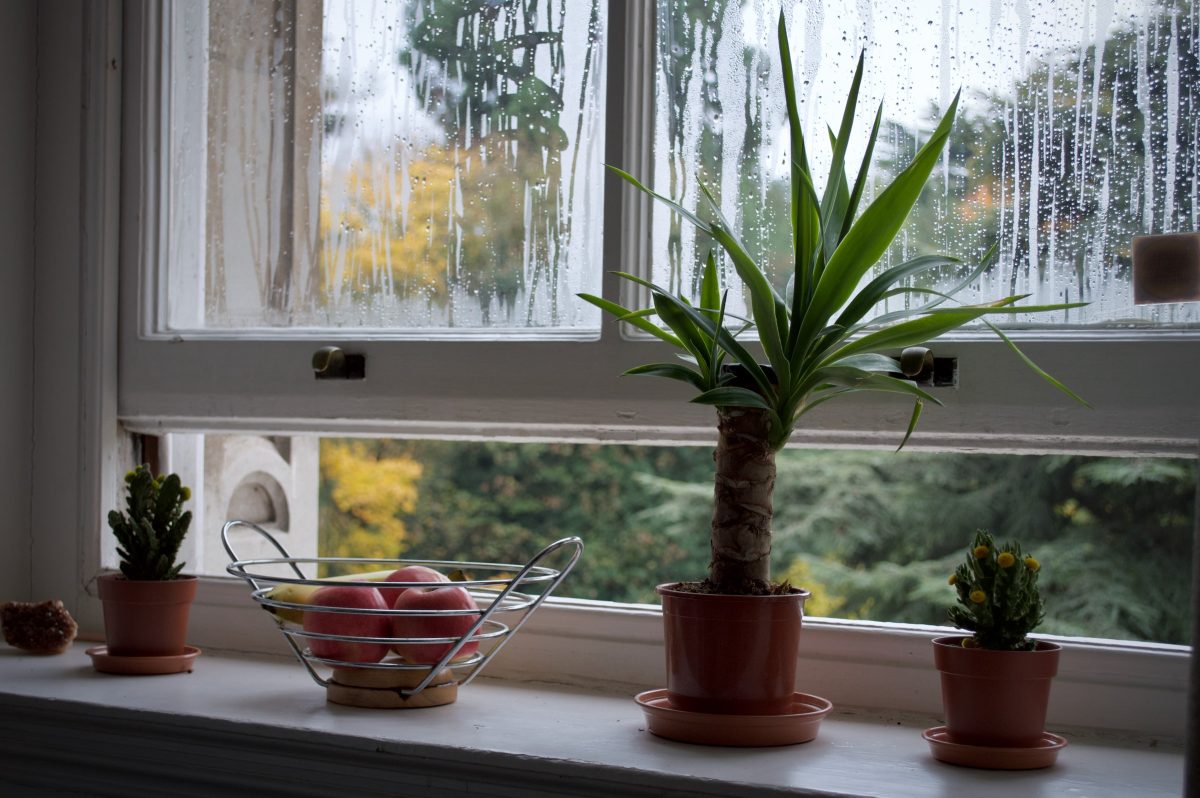 Condensation and mould on a window, with plants on the sill to help reduce and it and better air quality.